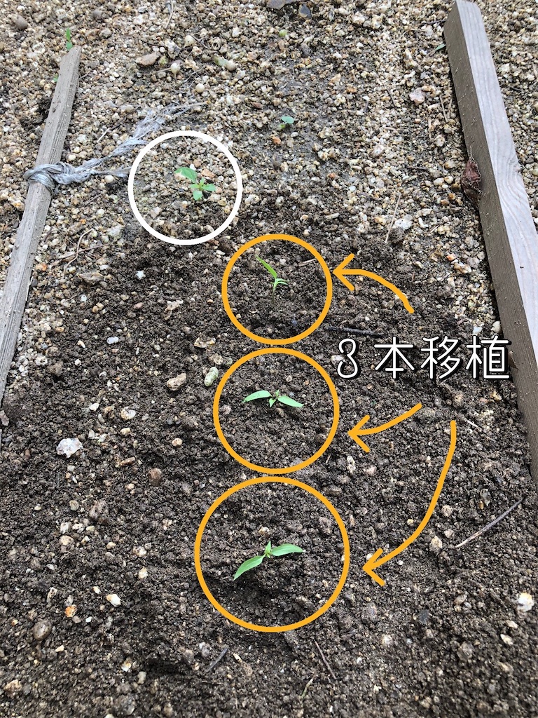 f:id:renkunno:20230703113012j:image