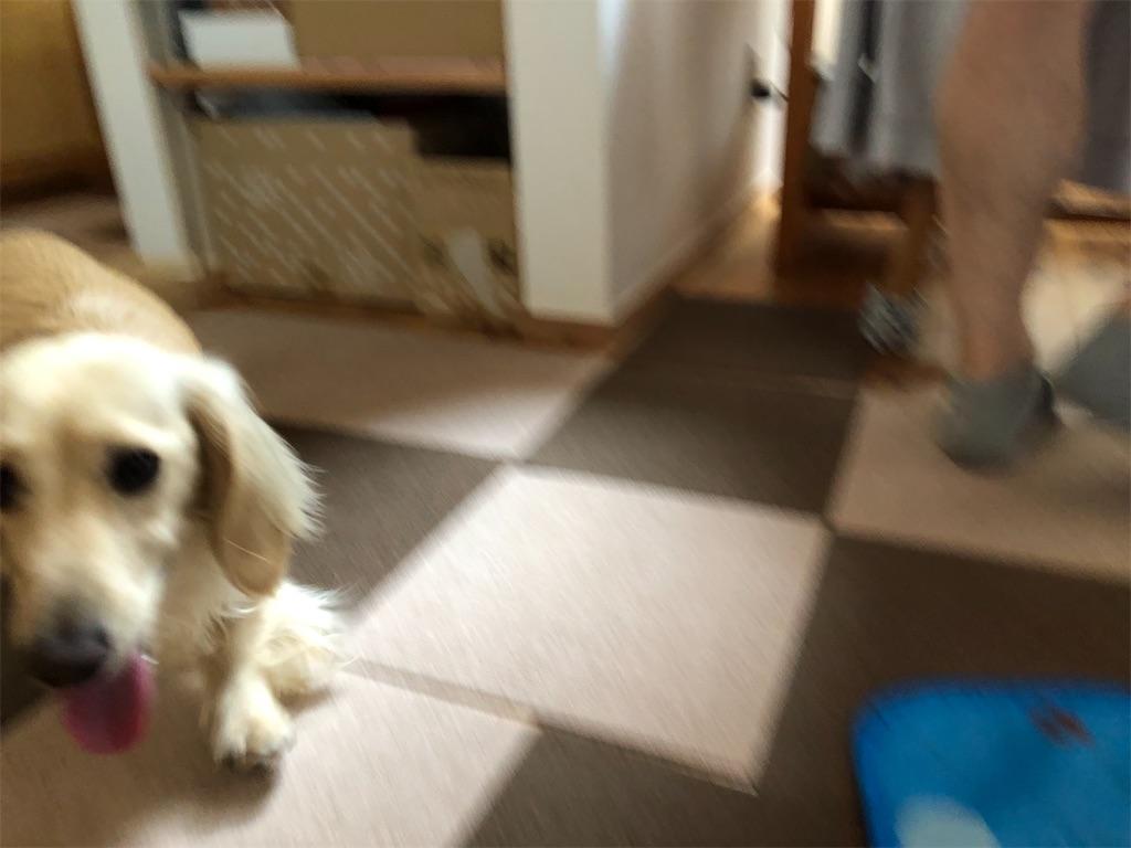 f:id:renkunno:20230709104531j:image
