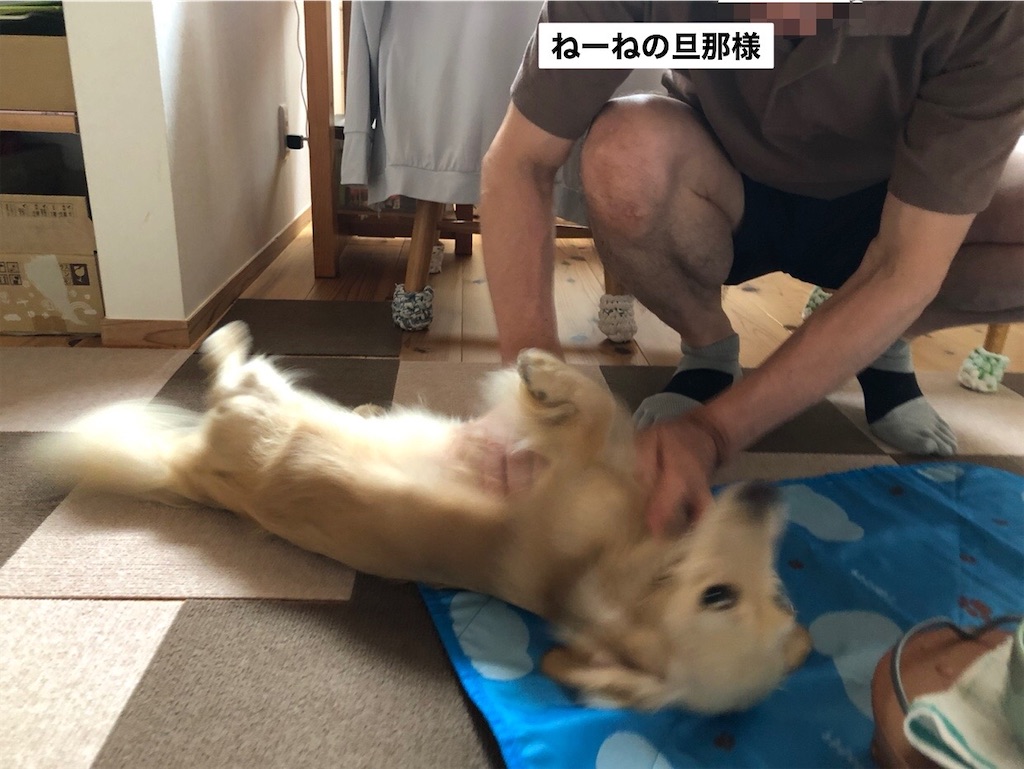 f:id:renkunno:20230709105252j:image