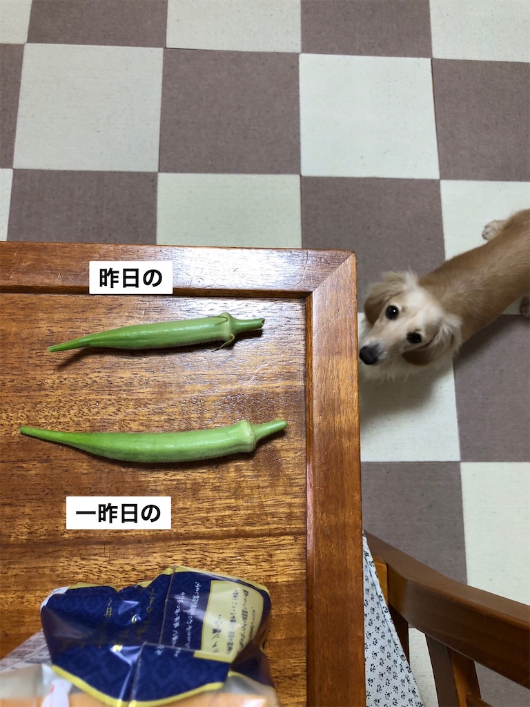 f:id:renkunno:20230718112432j:image