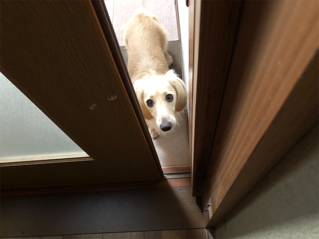 f:id:renkunno:20230718112811j:image
