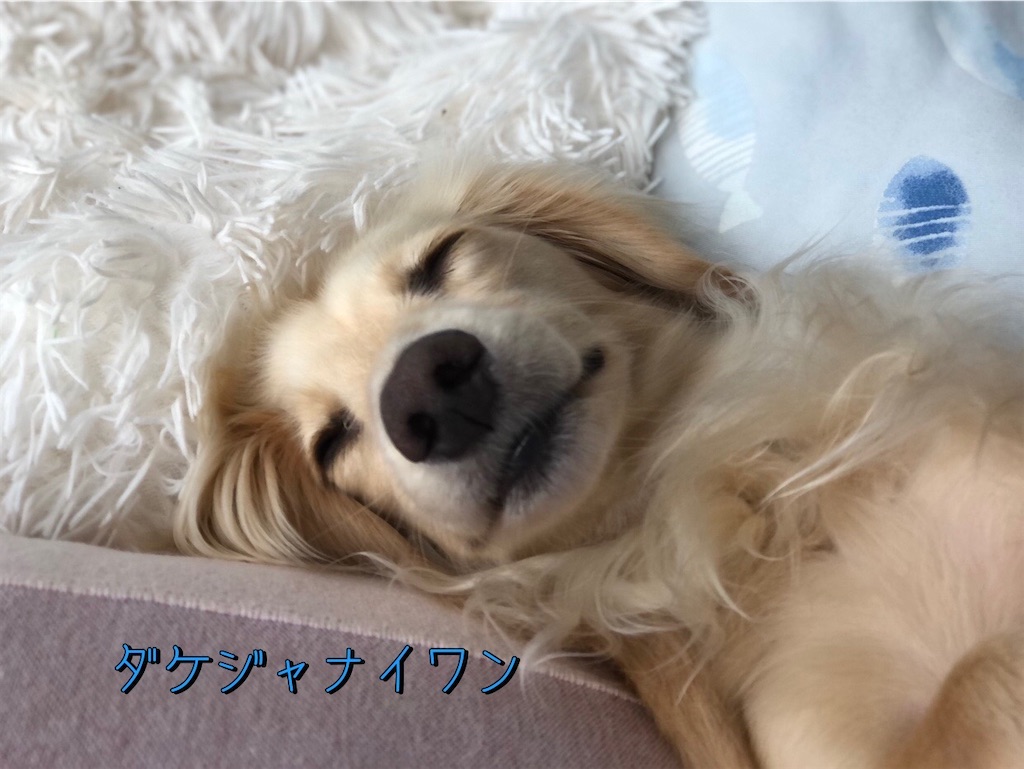 f:id:renkunno:20230725085537j:image