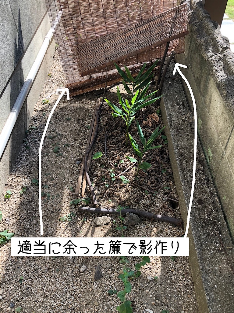 f:id:renkunno:20230803155836j:image f:id:renkunno:20230803155836j:image