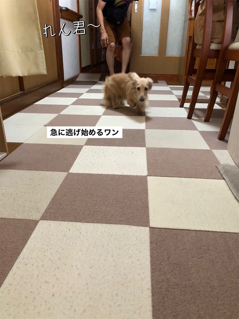 f:id:renkunno:20230813094709j:image