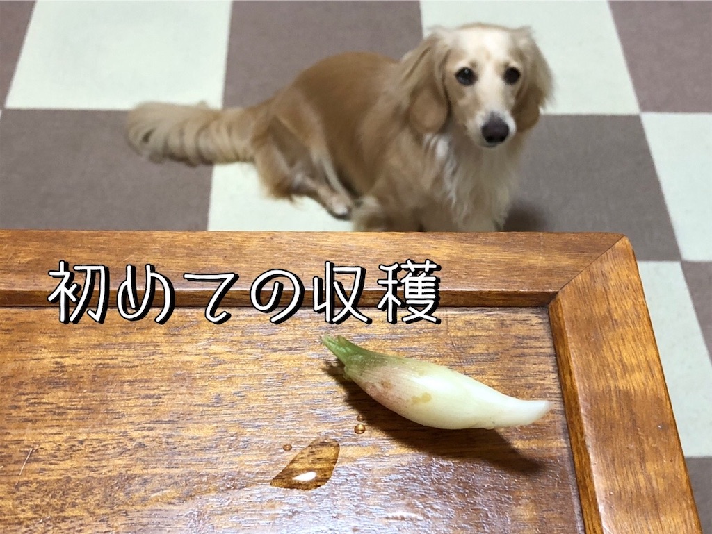 f:id:renkunno:20230820090109j:image f:id:renkunno:20230820090109j:image