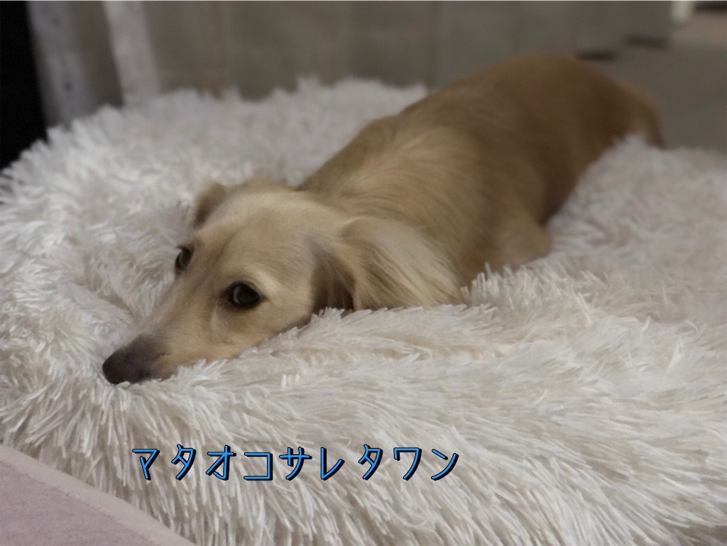 f:id:renkunno:20230828094114j:image
