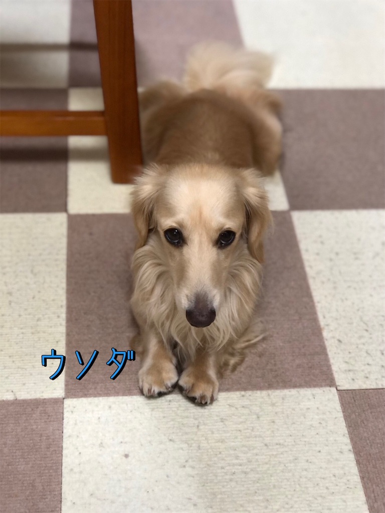 f:id:renkunno:20230911082504j:image