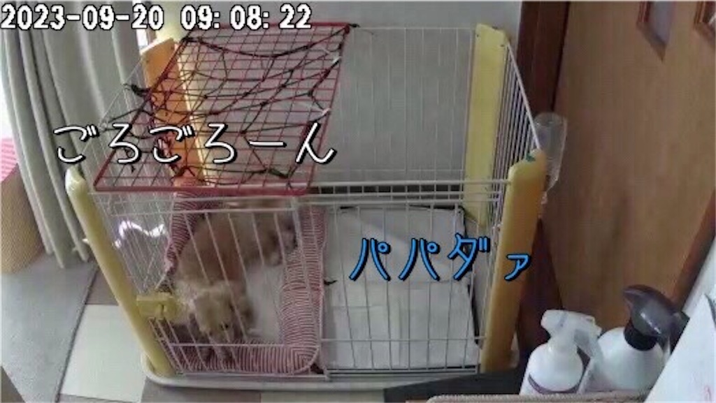 f:id:renkunno:20230920124831j:image