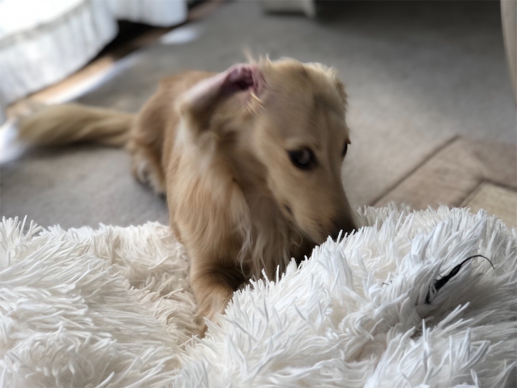 f:id:renkunno:20230927121736j:image f:id:renkunno:20230927121736j:image