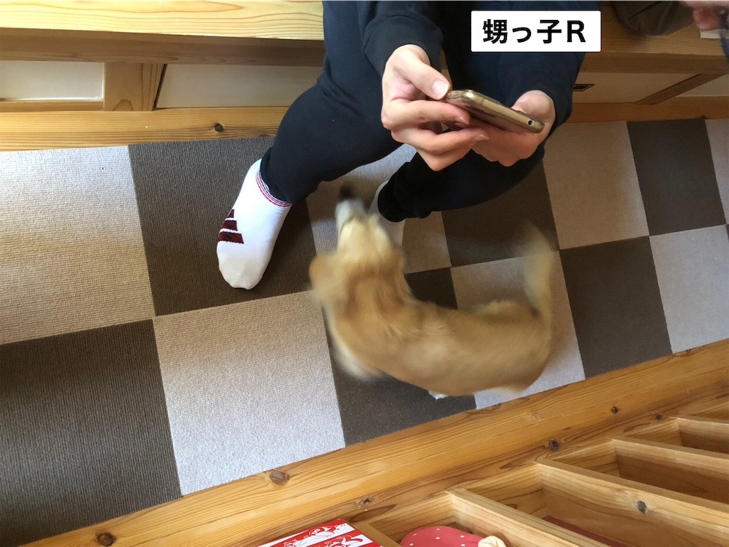 f:id:renkunno:20231016211233j:image f:id:renkunno:20231016211233j:image