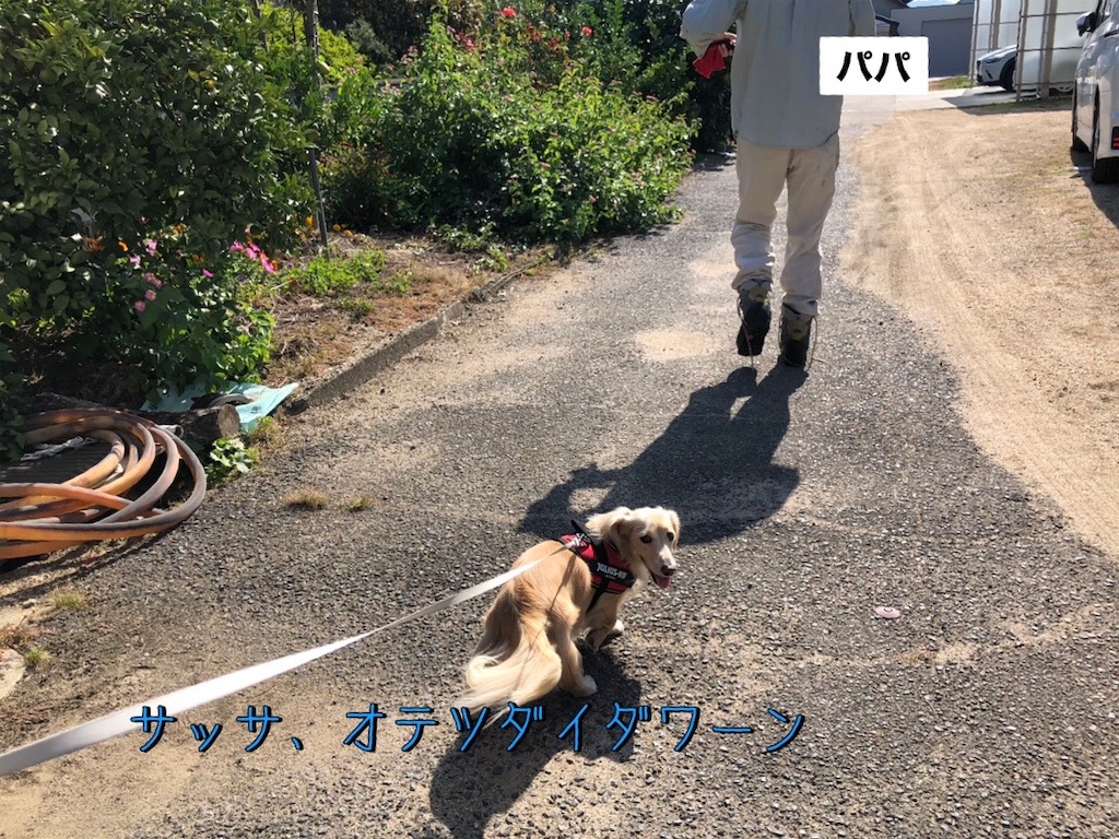 f:id:renkunno:20231017223345j:image f:id:renkunno:20231017223345j:image