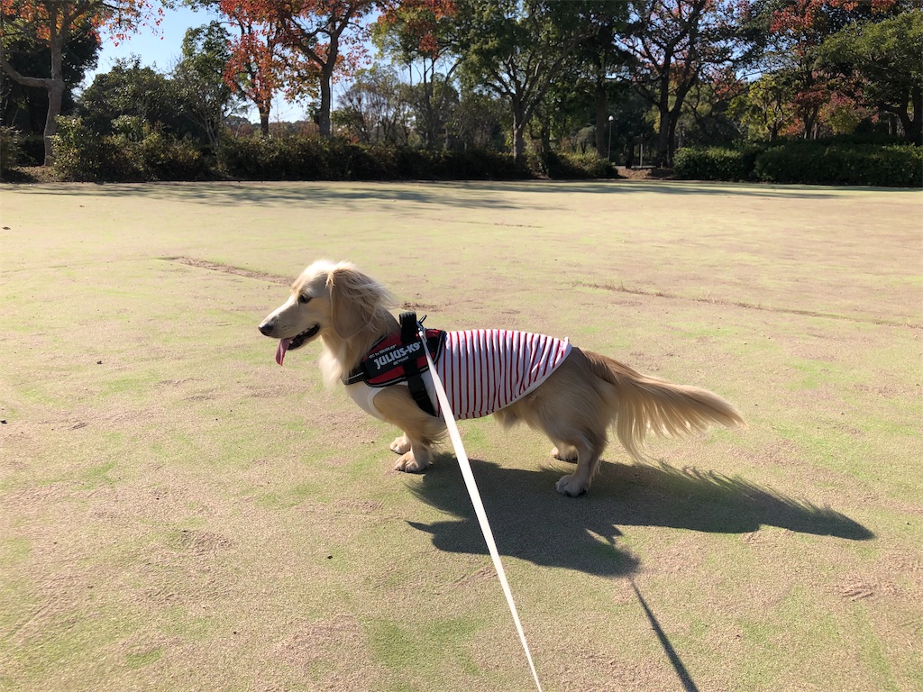 f:id:renkunno:20231123120918j:image