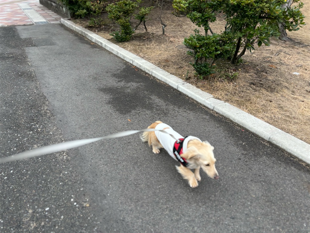 f:id:renkunno:20240107144128j:image