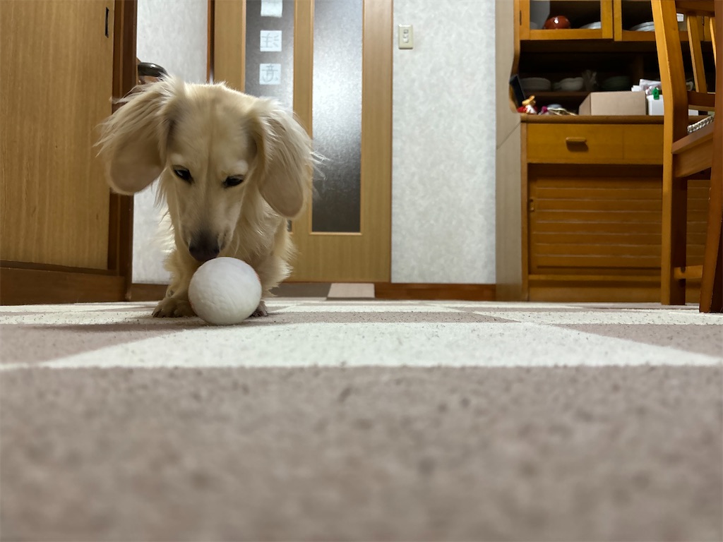 f:id:renkunno:20240110212100j:image f:id:renkunno:20240110212100j:image