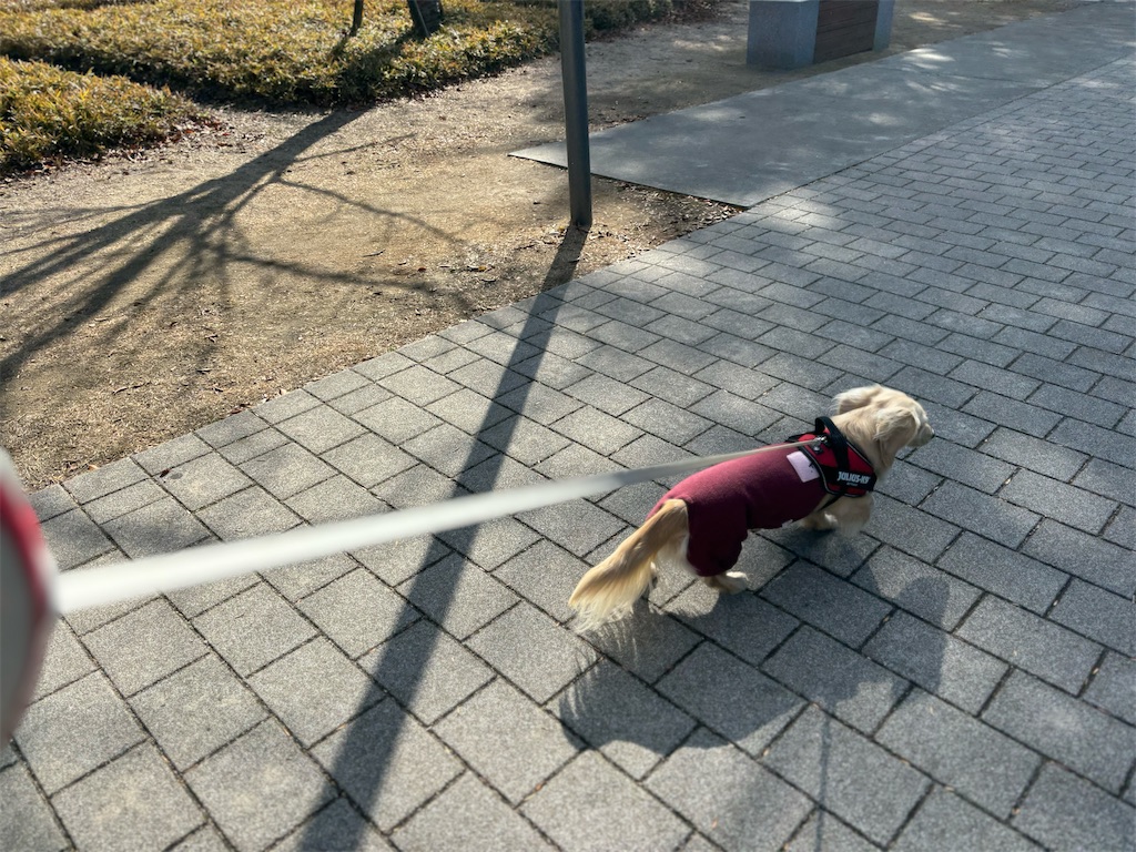 f:id:renkunno:20240116212535j:image
