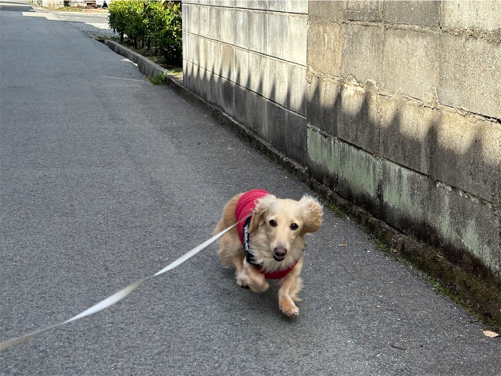 f:id:renkunno:20240224214504j:image f:id:renkunno:20240224214504j:image