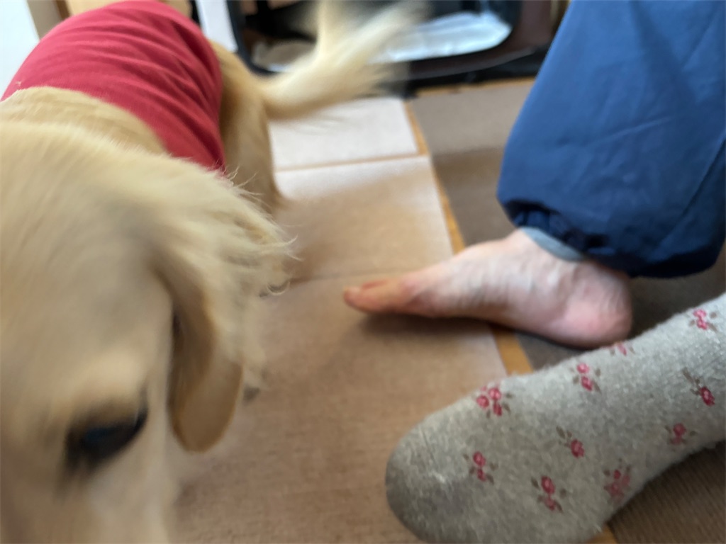 f:id:renkunno:20240225120935j:image