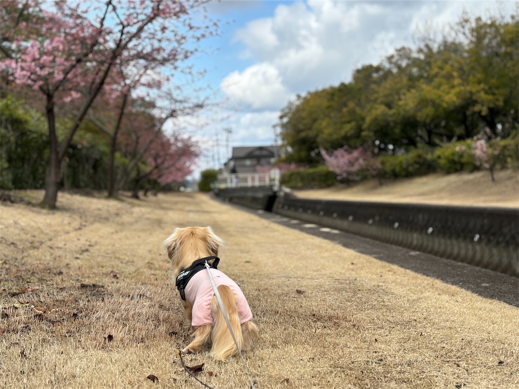 f:id:renkunno:20240301135512j:image