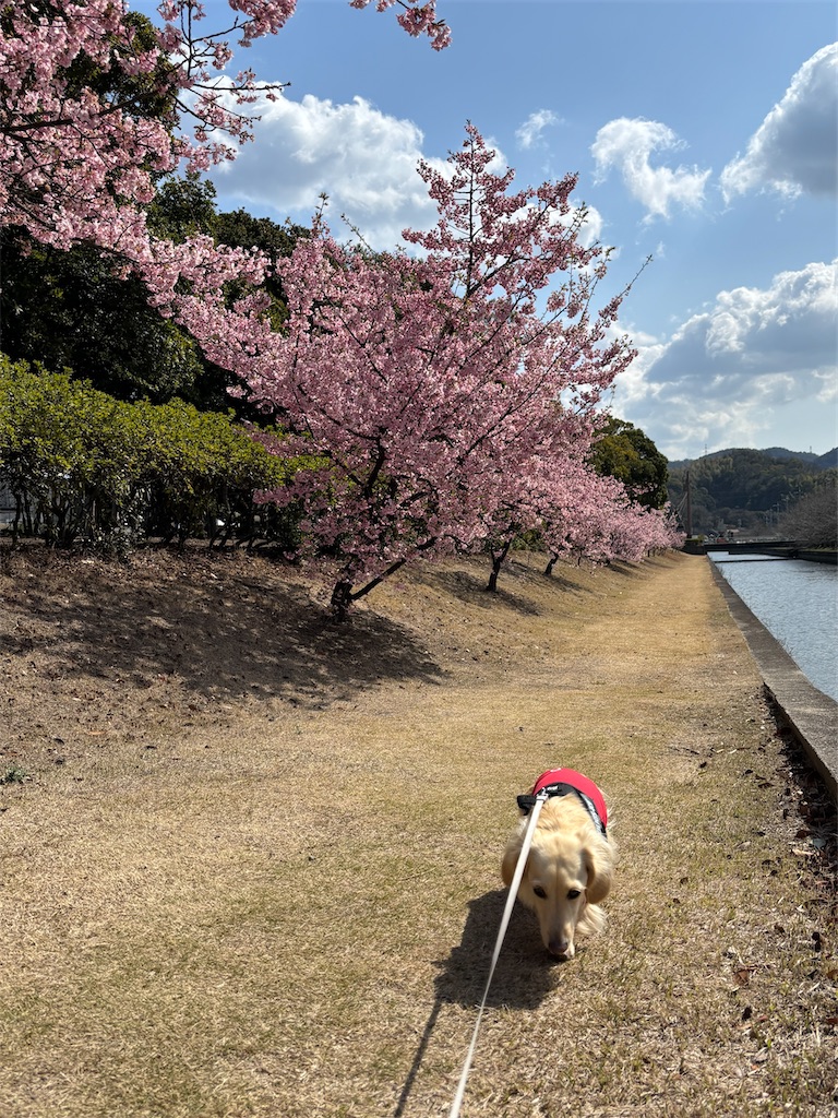 f:id:renkunno:20240310094654j:image