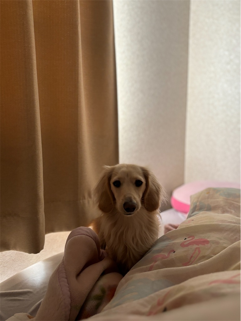 f:id:renkunno:20240313165521j:image f:id:renkunno:20240313165521j:image