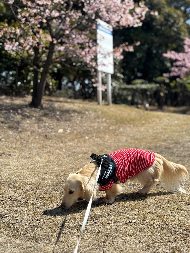 f:id:renkunno:20240313170004j:image f:id:renkunno:20240313170004j:image