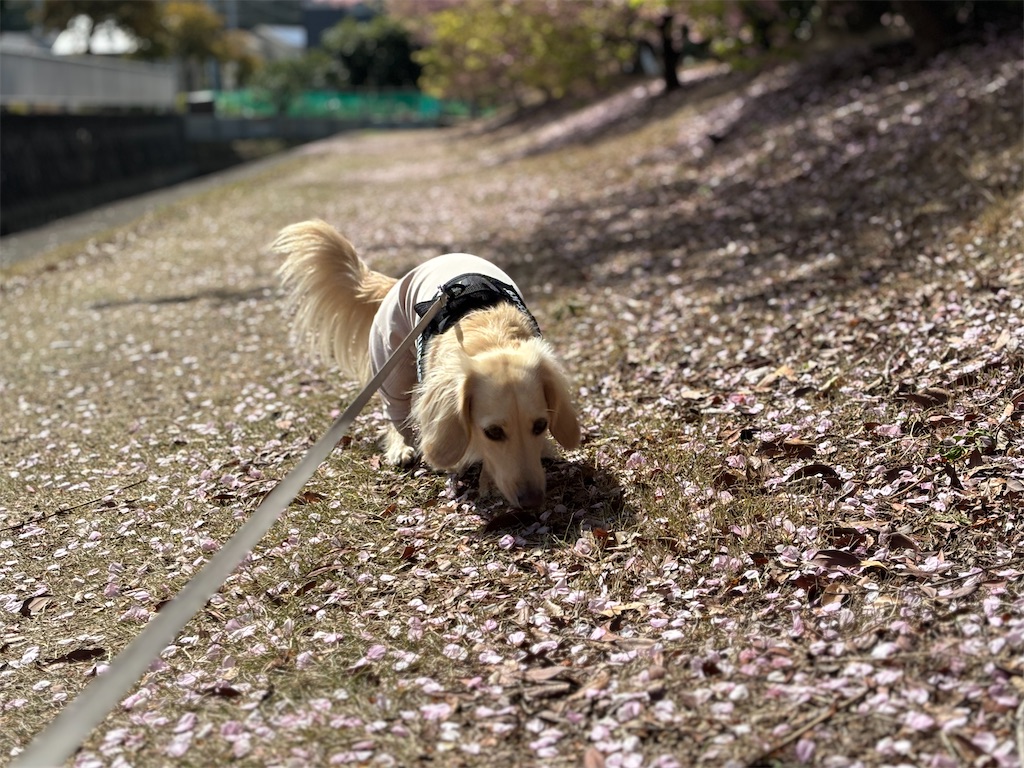 f:id:renkunno:20240318141748j:image