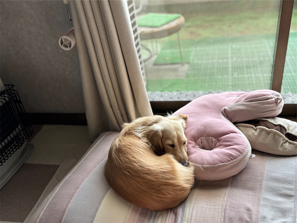 f:id:renkunno:20240320115738j:image