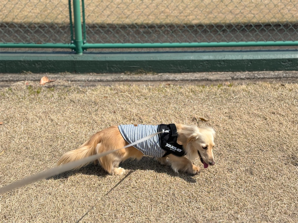 f:id:renkunno:20240324123018j:image