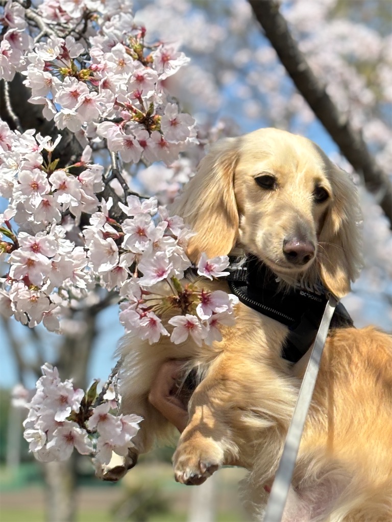 f:id:renkunno:20240410141430j:image f:id:renkunno:20240410141430j:image