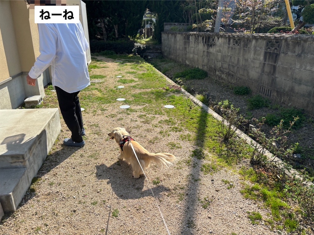 f:id:renkunno:20240413153852j:image