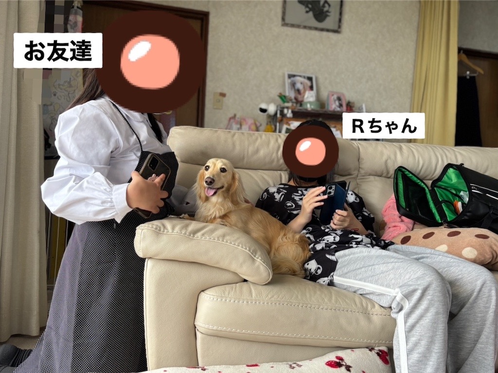 f:id:renkunno:20240423154403j:image