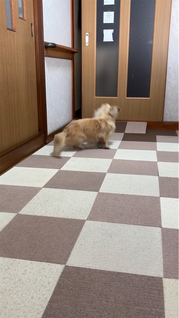 f:id:renkunno:20240427165212j:image f:id:renkunno:20240427165212j:image