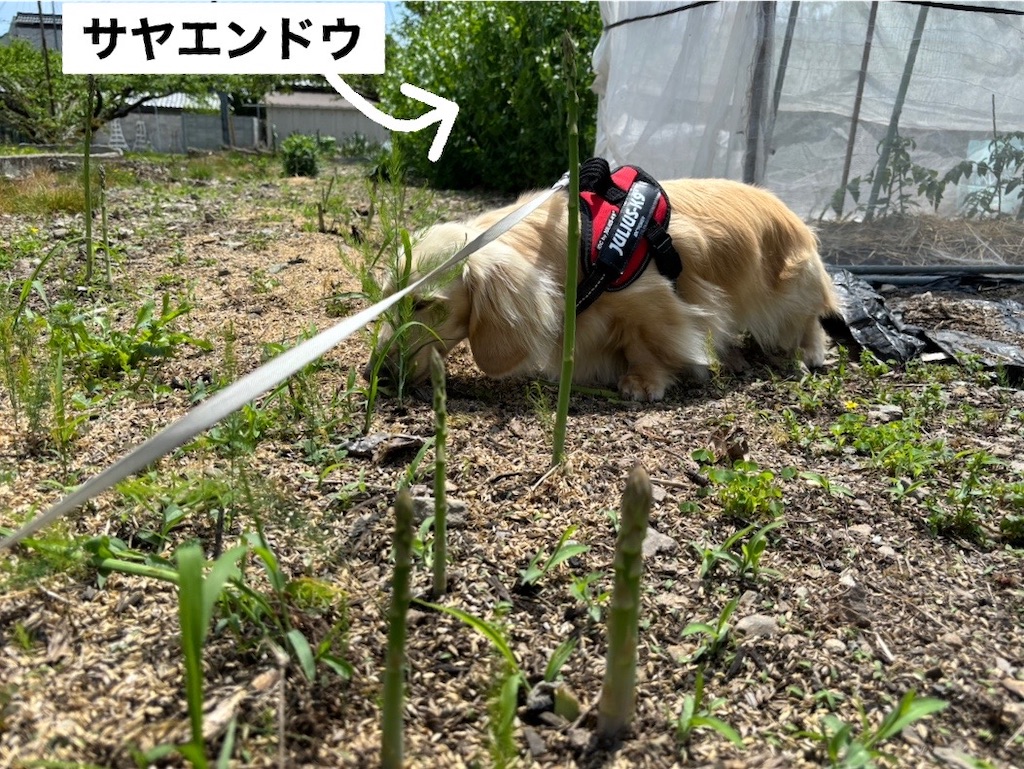 f:id:renkunno:20240428190543j:image f:id:renkunno:20240428190543j:image