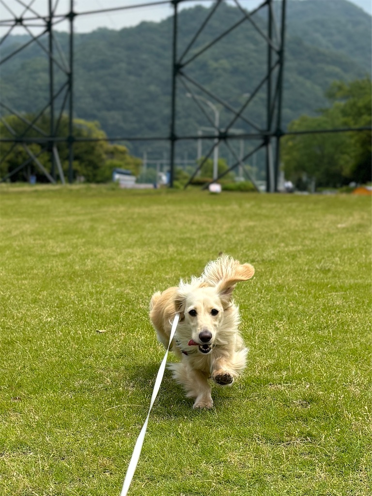 f:id:renkunno:20240520161339j:image