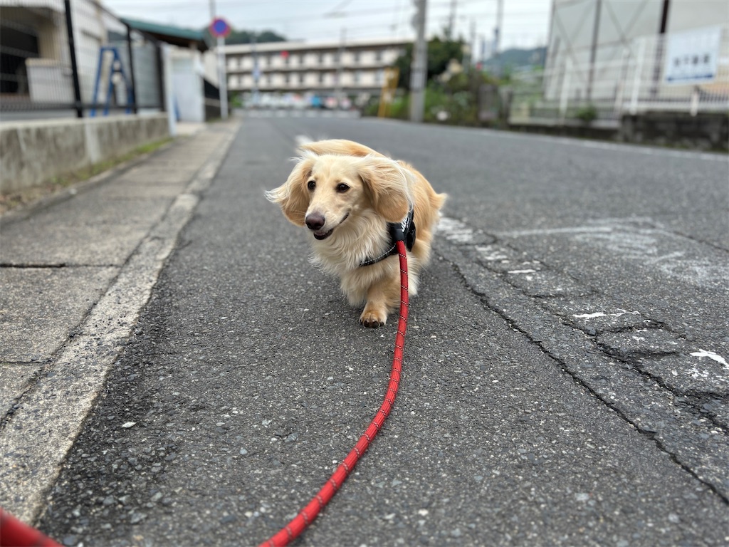 f:id:renkunno:20240628161203j:image