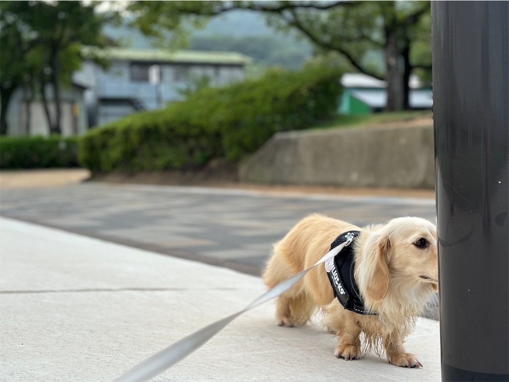 f:id:renkunno:20240629115825j:image