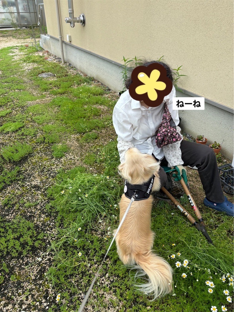 f:id:renkunno:20240701115043j:image f:id:renkunno:20240701115043j:image