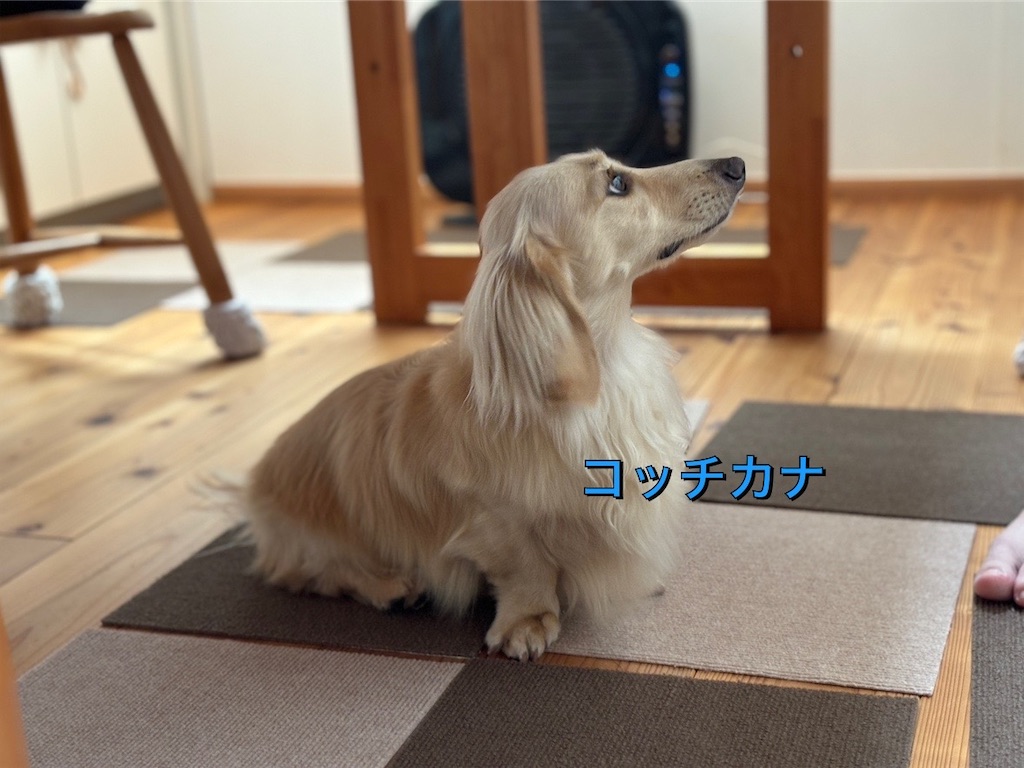 f:id:renkunno:20240712091736j:image