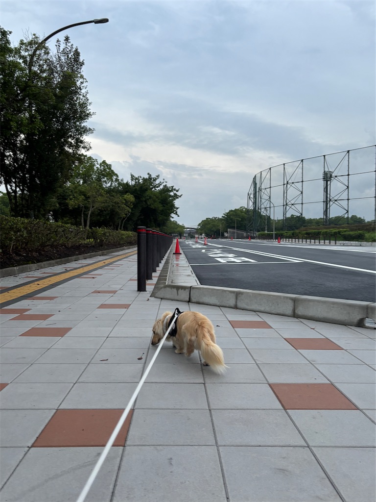 f:id:renkunno:20240715083034j:image