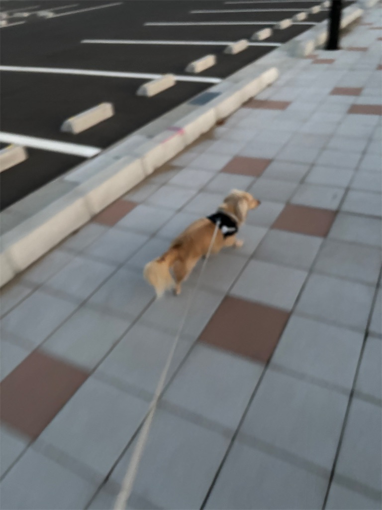 f:id:renkunno:20240811092854j:image f:id:renkunno:20240811092854j:image