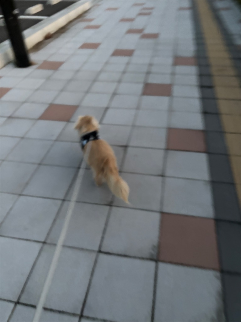f:id:renkunno:20240811092857j:image f:id:renkunno:20240811092857j:image