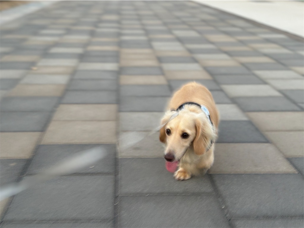 f:id:renkunno:20240811092934j:image f:id:renkunno:20240811092934j:image