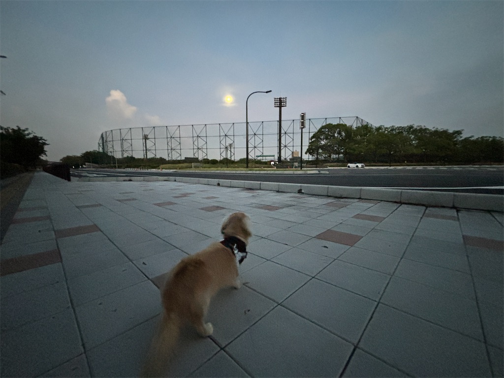 f:id:renkunno:20240821085337j:image f:id:renkunno:20240821085337j:image