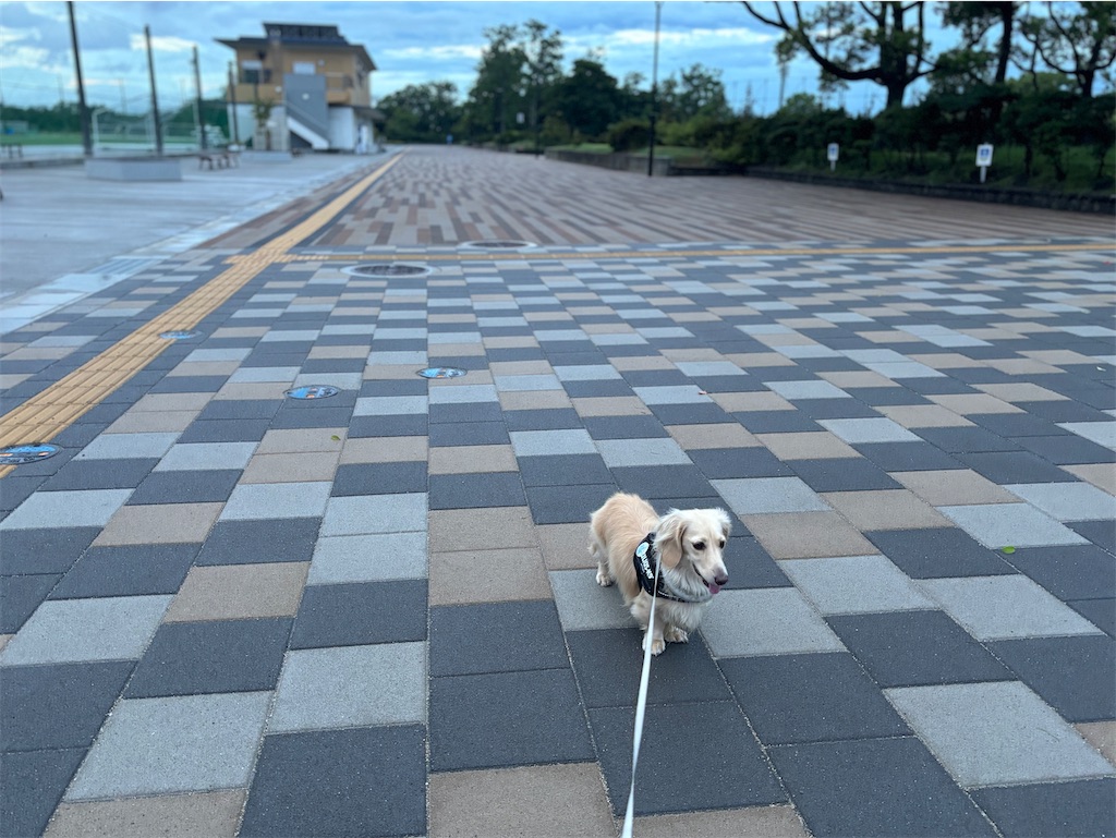 f:id:renkunno:20240831082050j:image