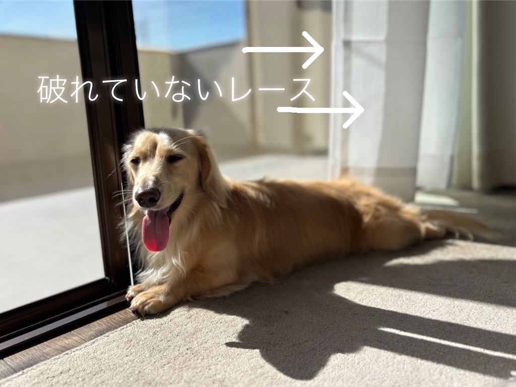 f:id:renkunno:20241009111231j:image