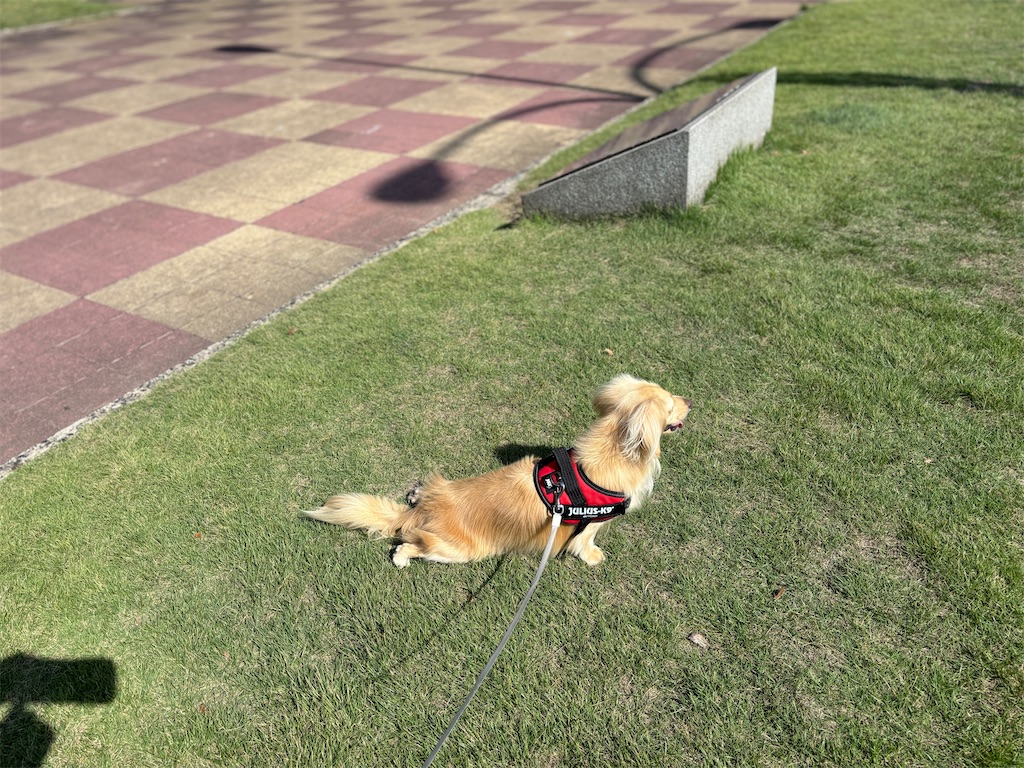 f:id:renkunno:20241021125649j:image