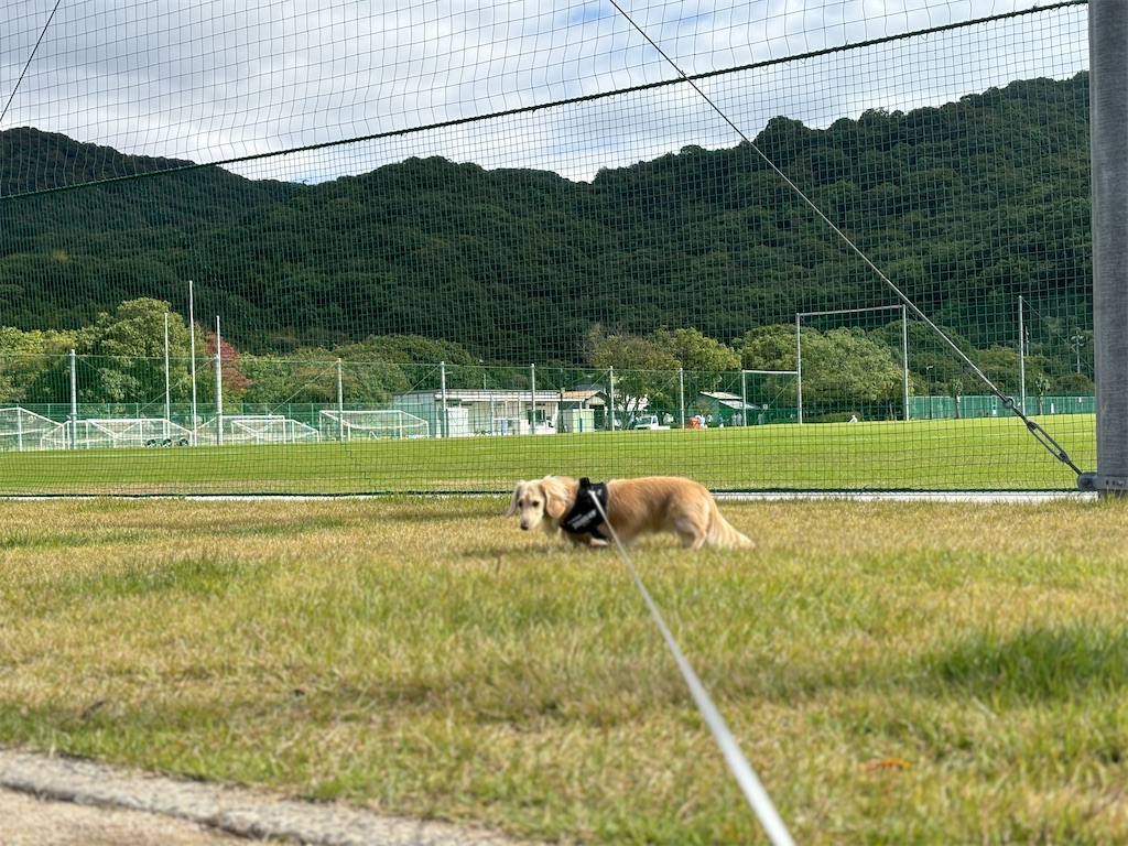 f:id:renkunno:20241107210143j:image