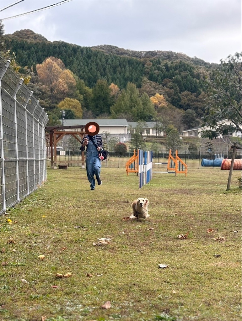 f:id:renkunno:20241121220439j:image