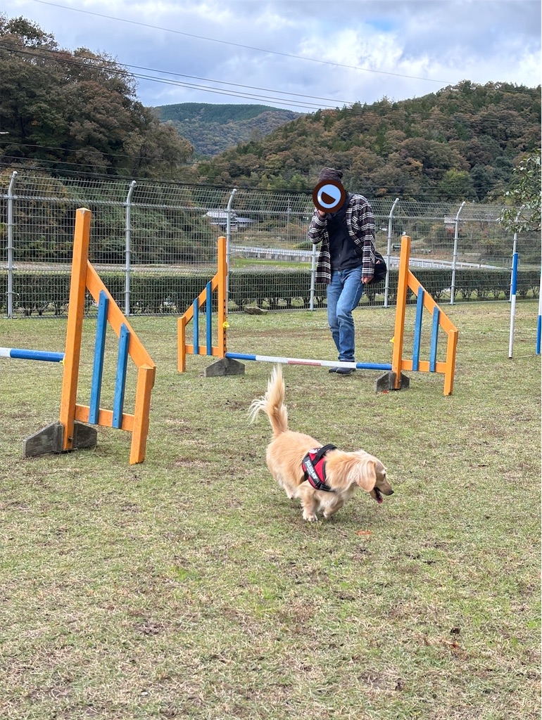 f:id:renkunno:20241121220500j:image