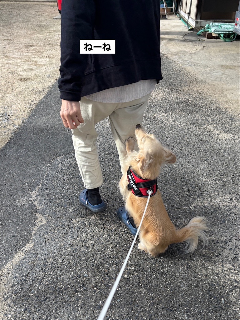 f:id:renkunno:20241122094651j:image